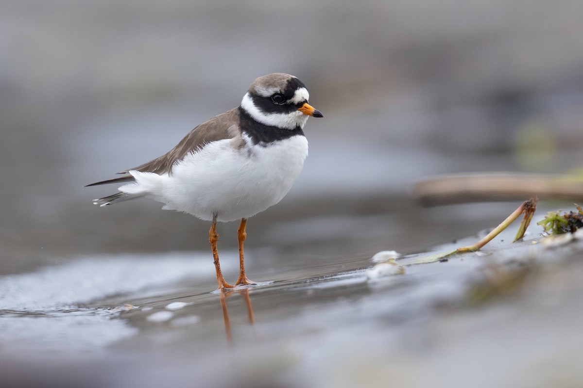 Common Ringed Plover - ML619415219
