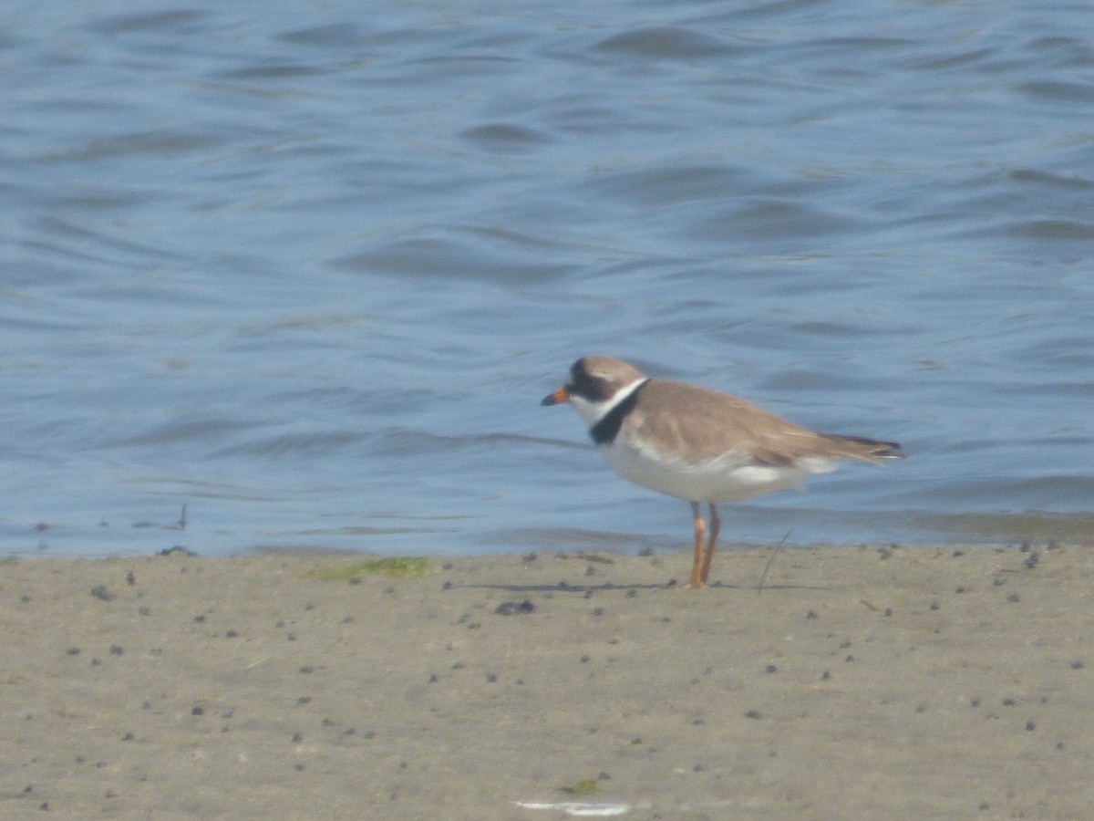Semipalmated Plover - ML619415255
