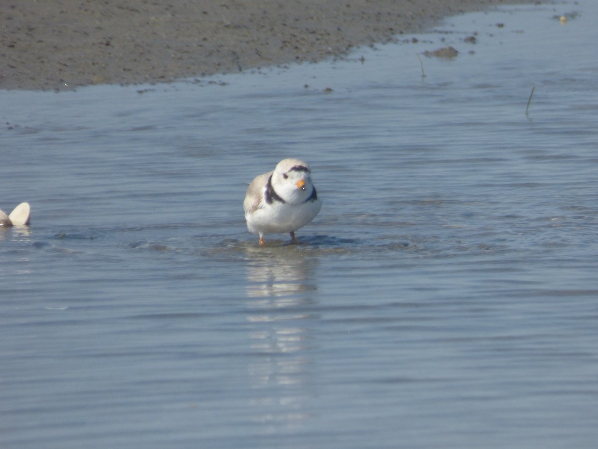 Piping Plover - ML619415263