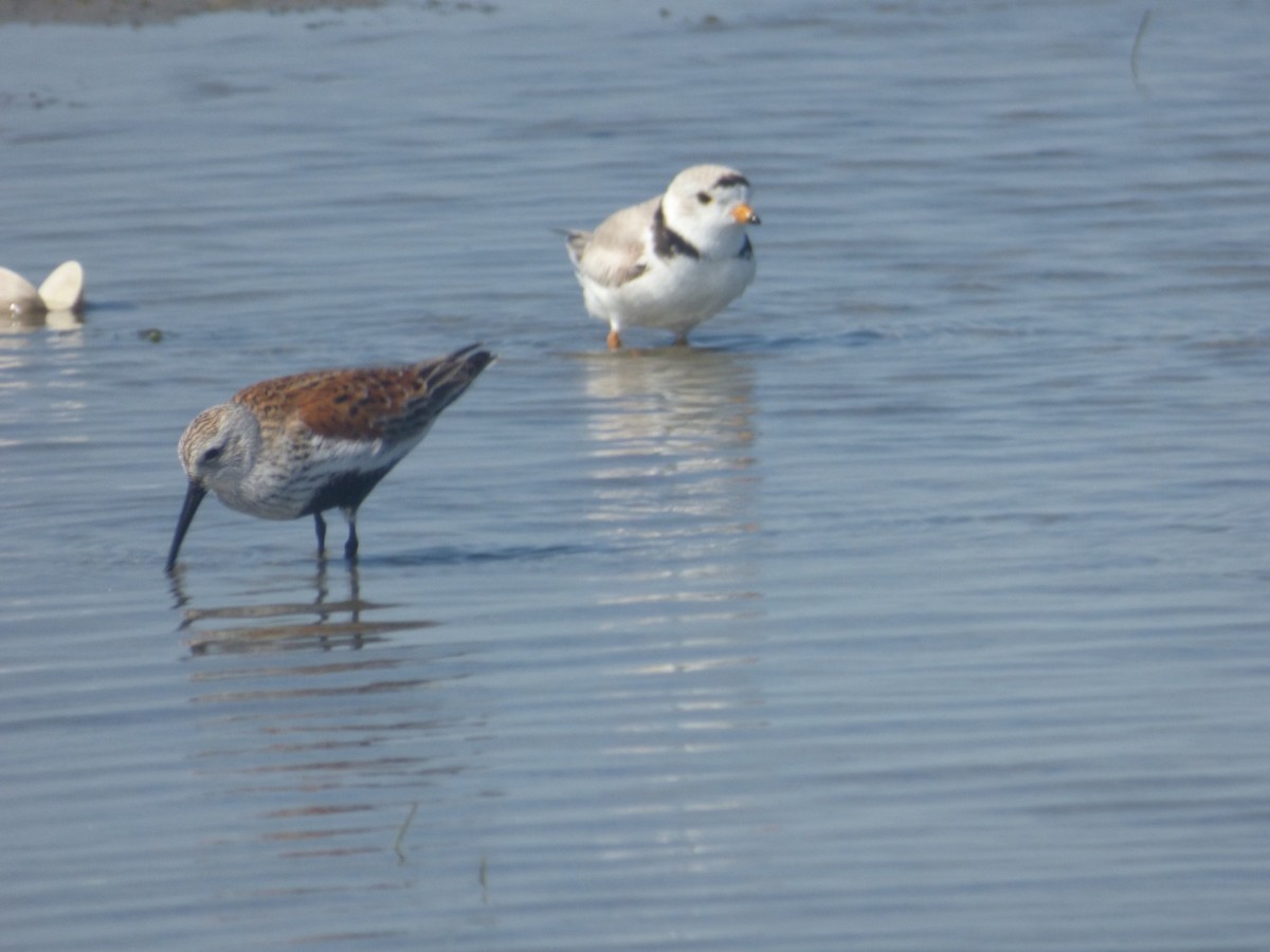 Piping Plover - ML619415264