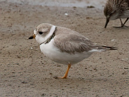 Piping Plover - ML619415292