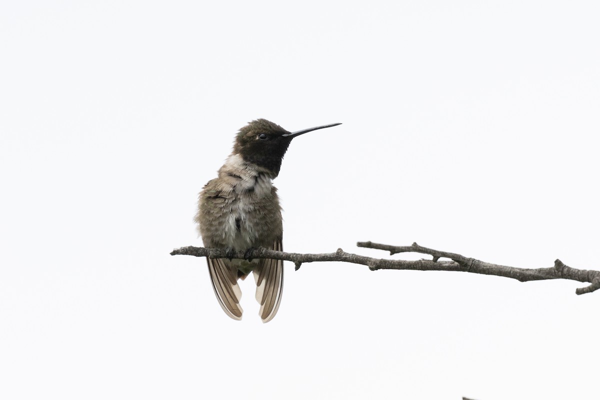 Black-chinned Hummingbird - ML619415300