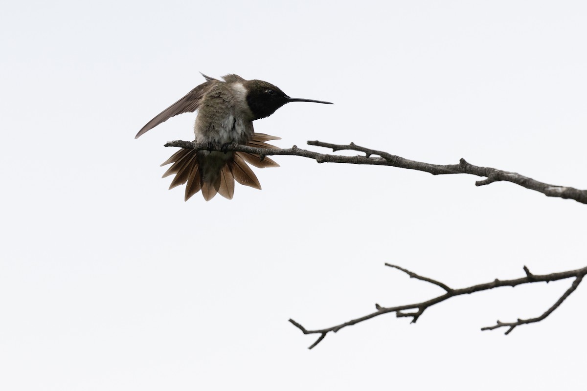 Black-chinned Hummingbird - ML619415301