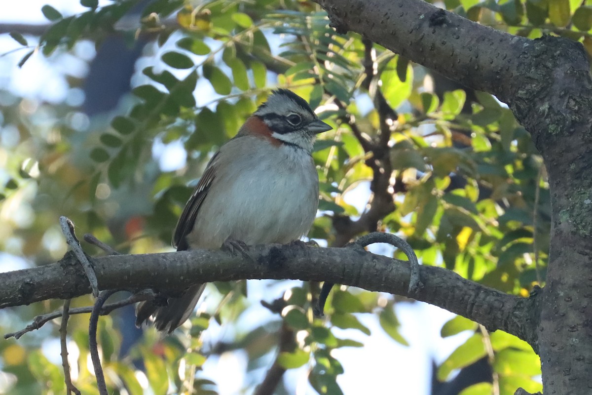 Rufous-collared Sparrow - ML619415353