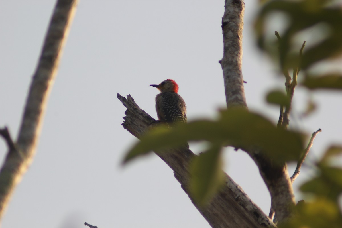 Yucatan Woodpecker - ML619415376
