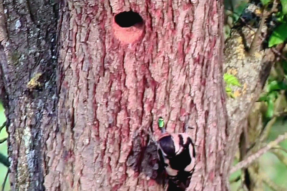 Great Spotted Woodpecker - ML619415383