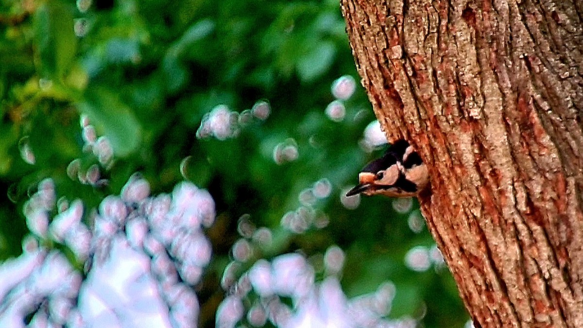 Great Spotted Woodpecker - ML619415384