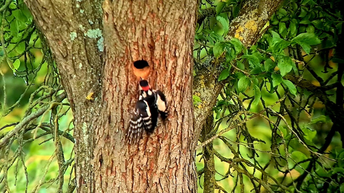 Great Spotted Woodpecker - ML619415385