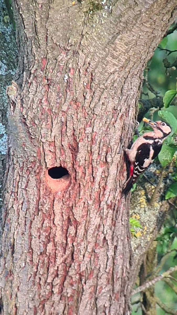 Great Spotted Woodpecker - ML619415387
