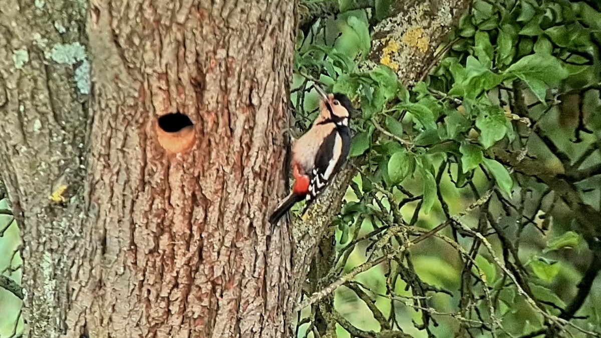 Great Spotted Woodpecker - ML619415388