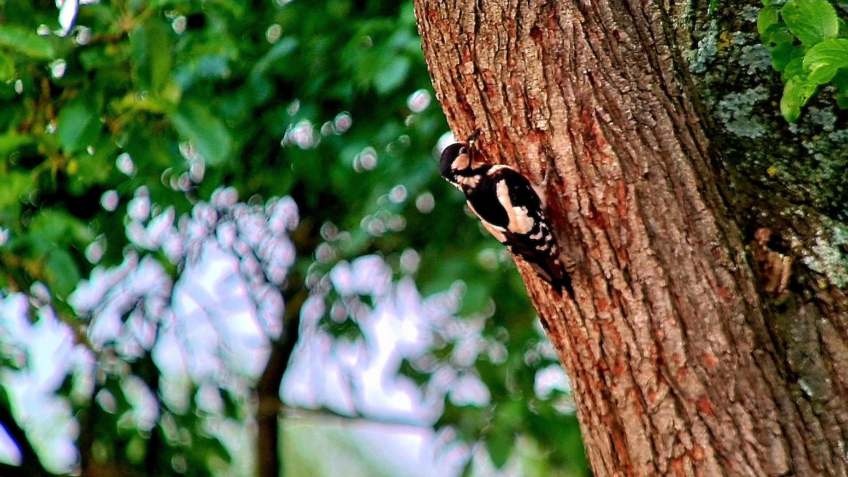 Great Spotted Woodpecker - ML619415389
