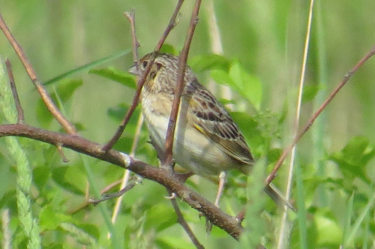 Grasshopper Sparrow - ML619415393