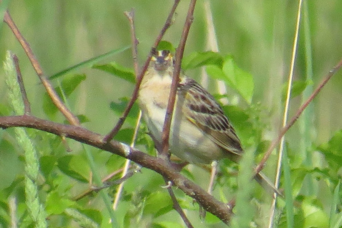 Grasshopper Sparrow - ML619415394