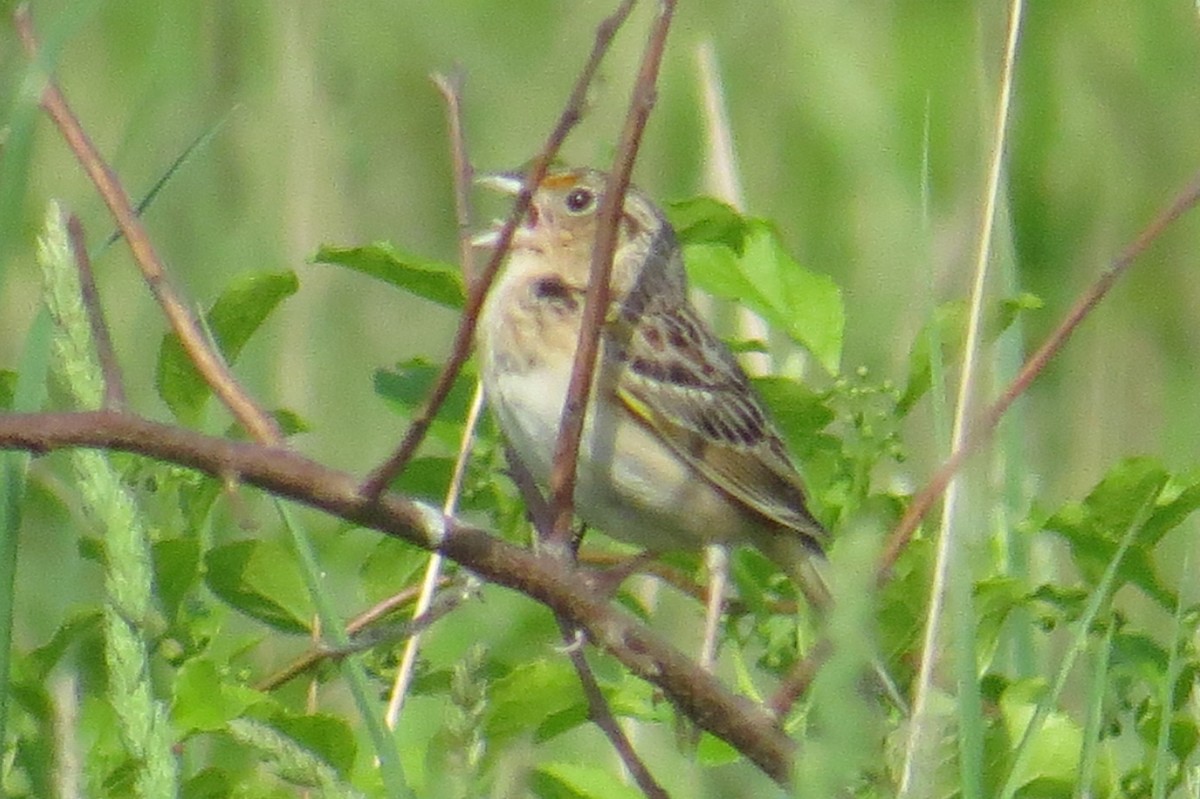 Grasshopper Sparrow - ML619415396