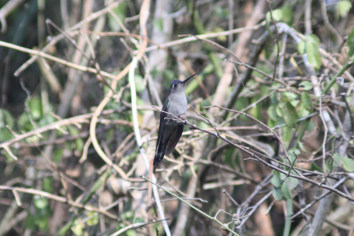 kolibřík klínoocasý - ML619415422
