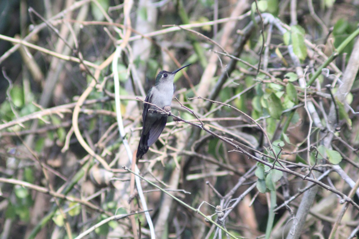 kolibřík klínoocasý - ML619415424