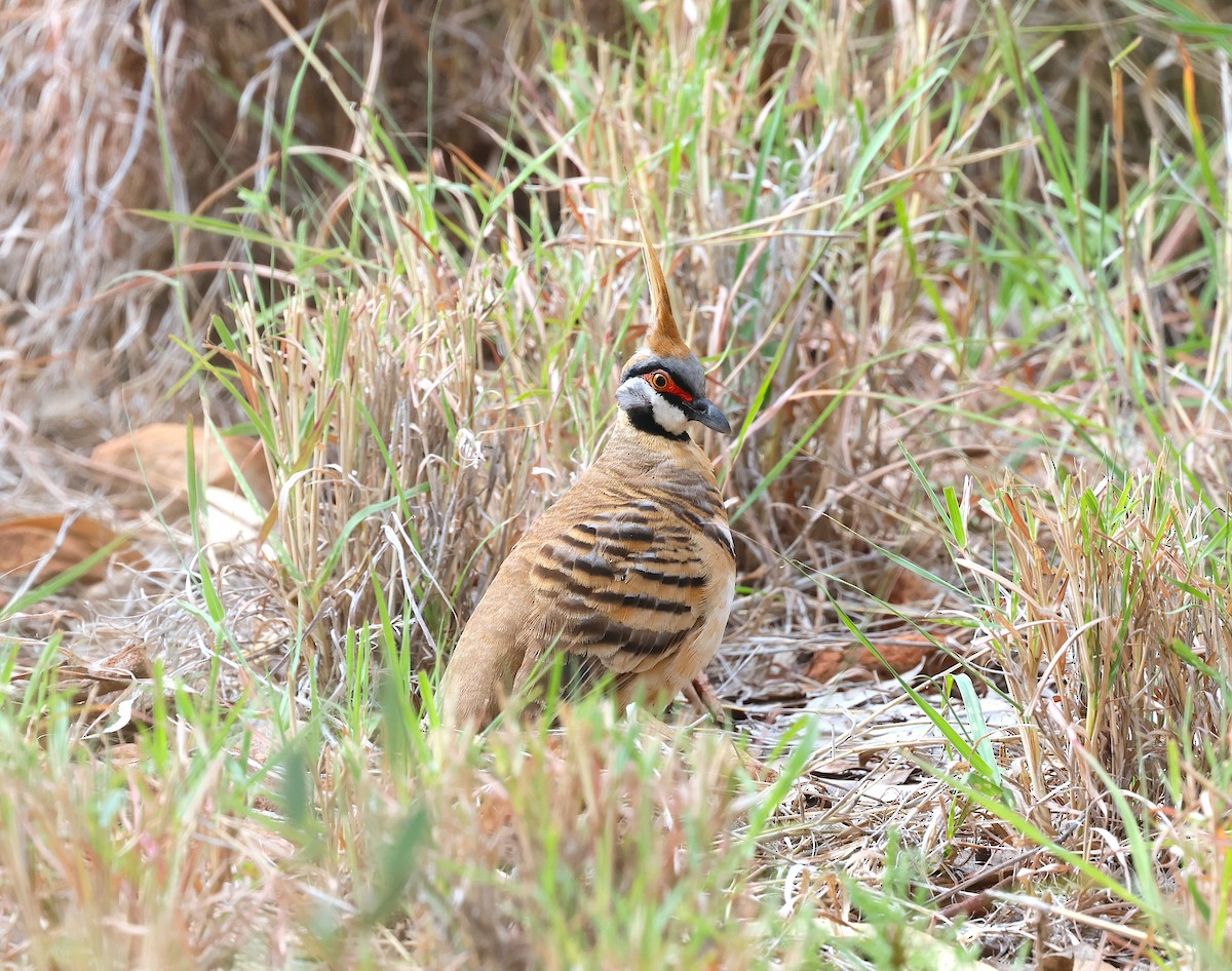 Spinifex Pigeon - ML619415436