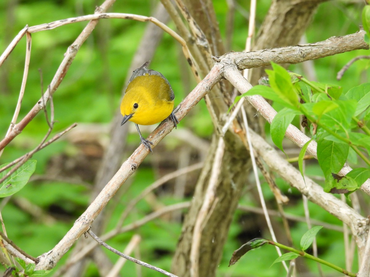 Prothonotary Warbler - ML619415517