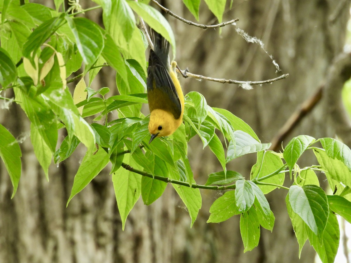 Prothonotary Warbler - ML619415519