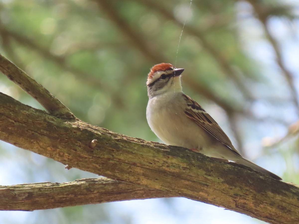 Chipping Sparrow - ML619415524
