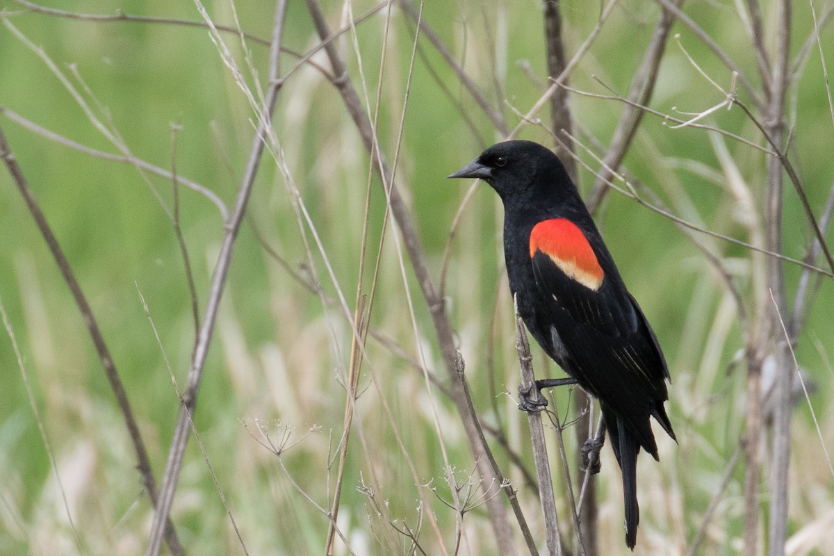 Red-winged Blackbird - ML619415534