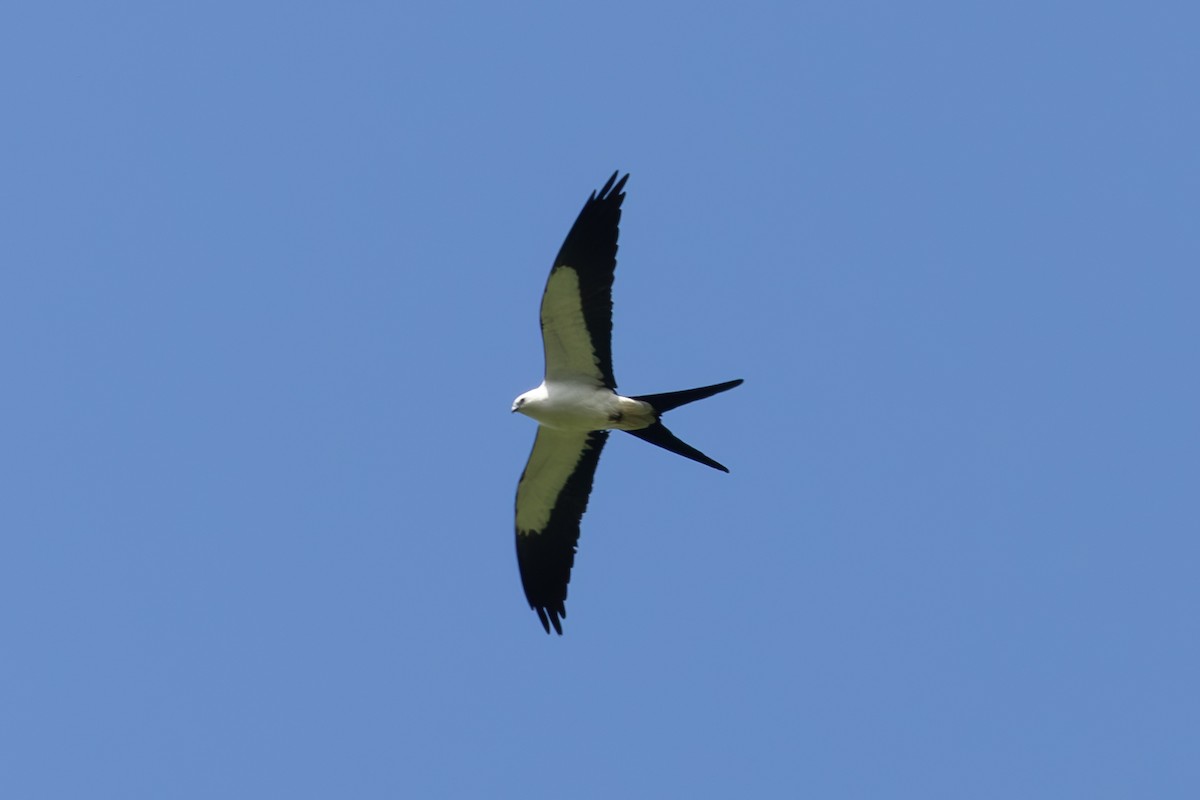 Swallow-tailed Kite - ML619415536