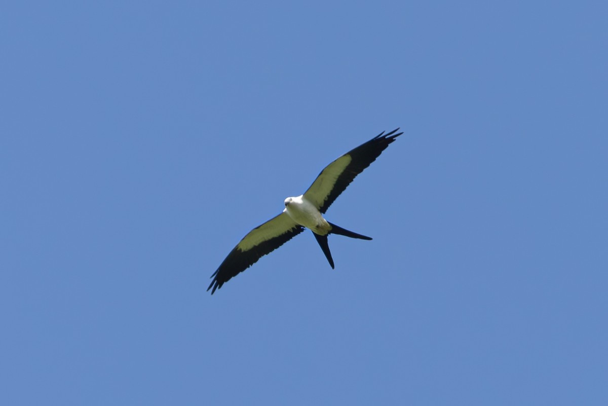 Swallow-tailed Kite - ML619415537