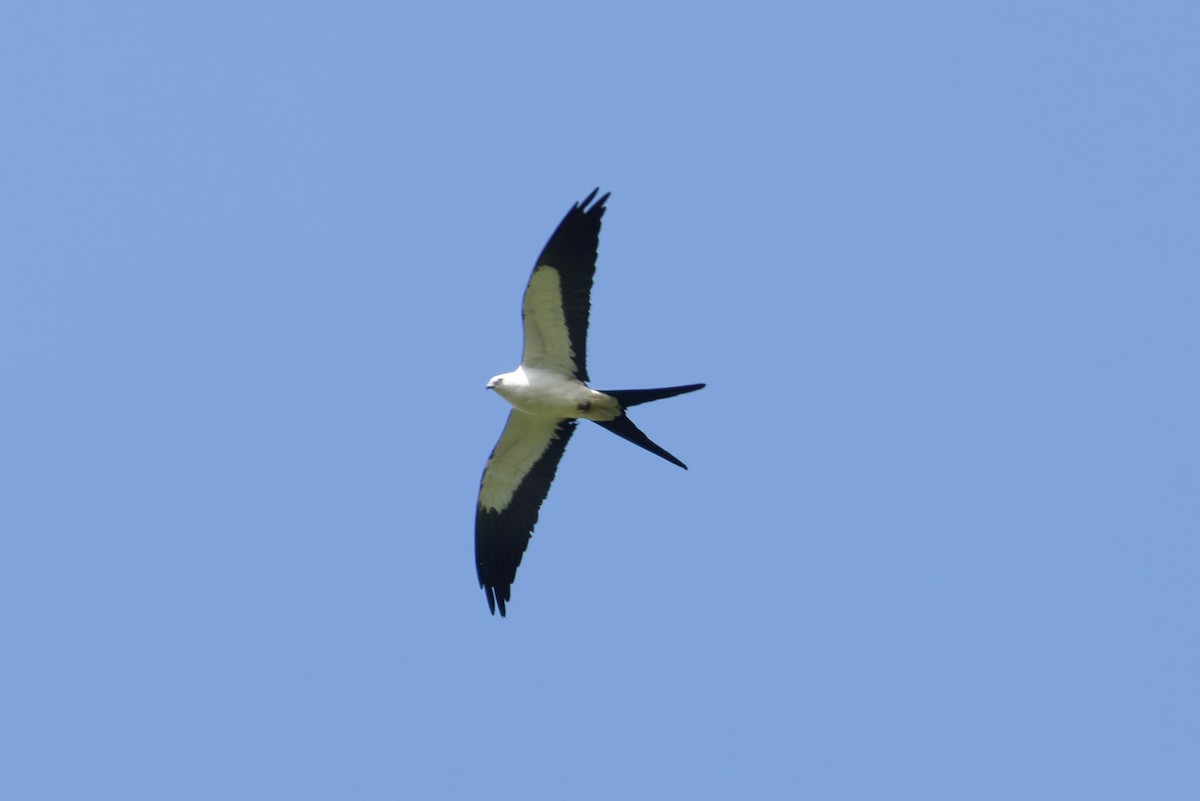Swallow-tailed Kite - ML619415538