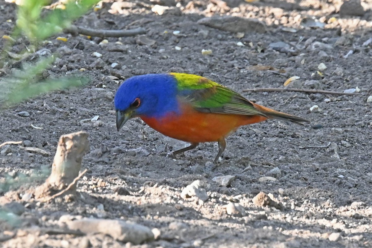 Painted Bunting - ML619415604