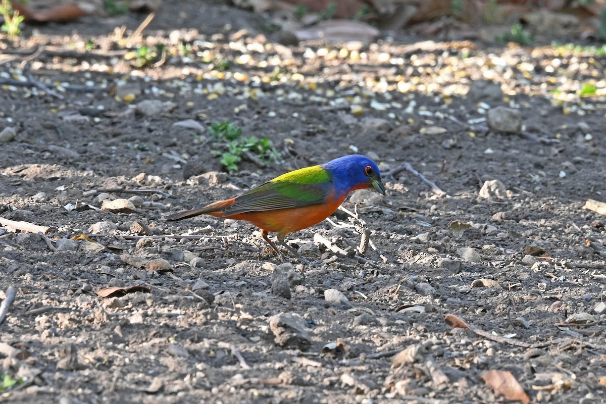 Painted Bunting - ML619415605