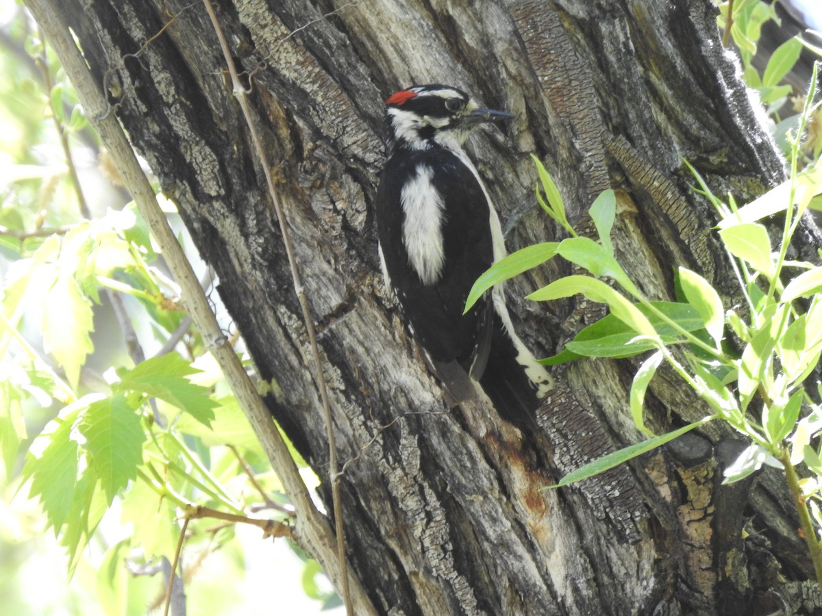 Downy Woodpecker - ML619415616