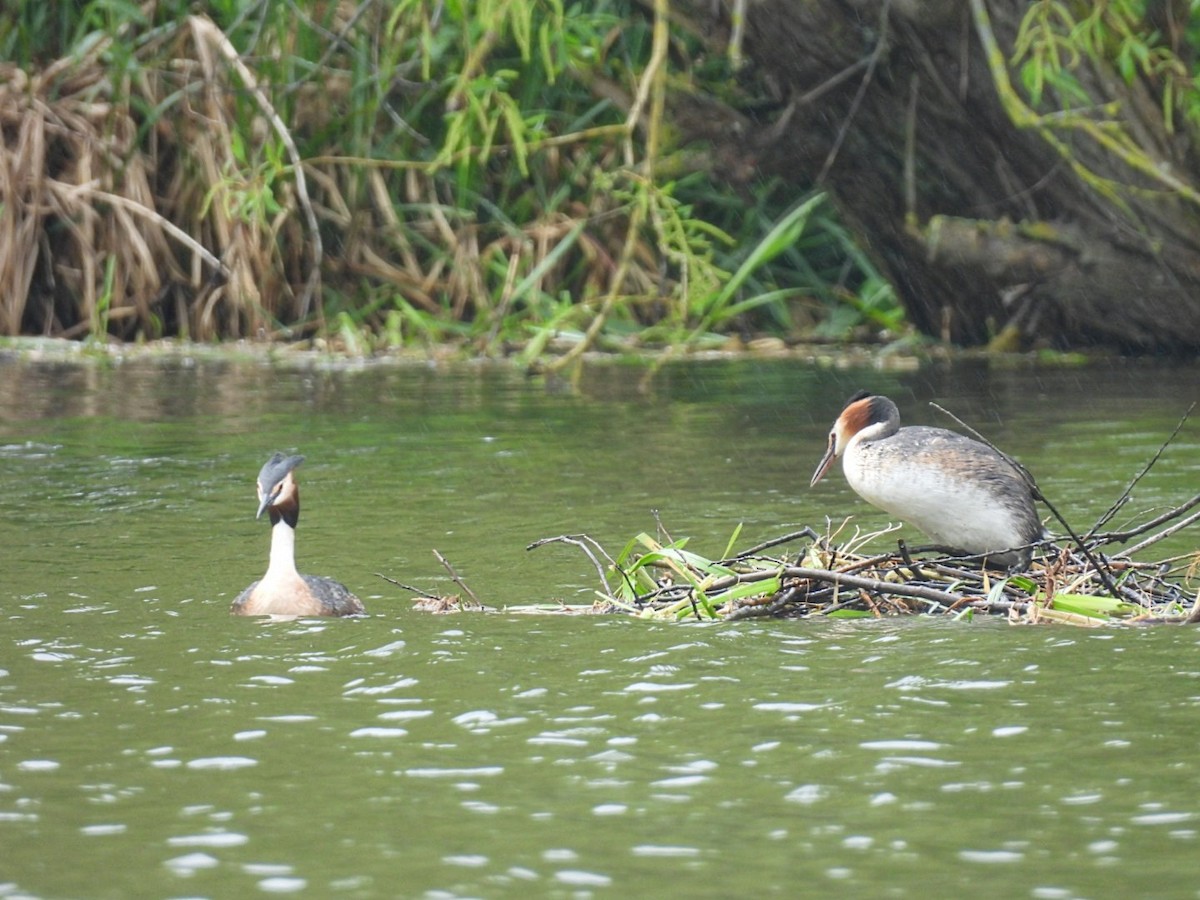 Great Crested Grebe - ML619415666