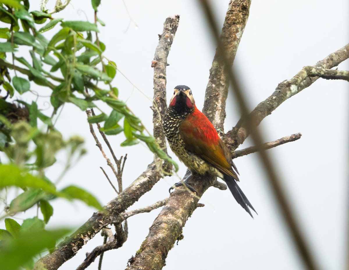 Crimson-mantled Woodpecker - ML619415677
