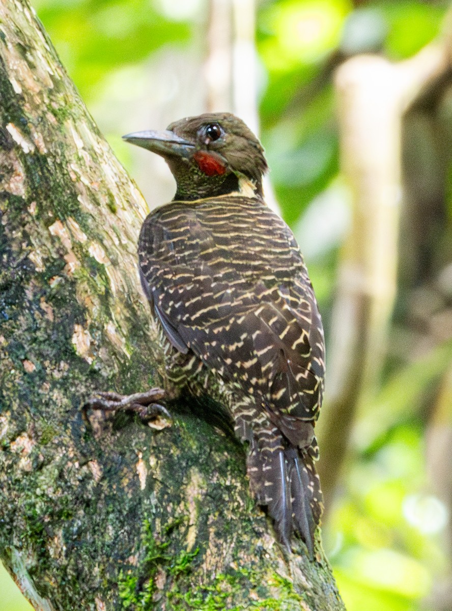 Buff-necked Woodpecker - ML619415679