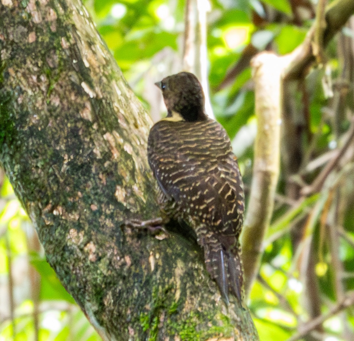 Buff-necked Woodpecker - ML619415691