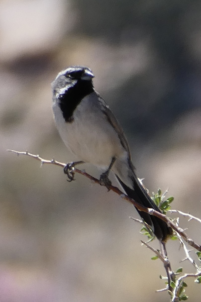 Black-throated Sparrow - ML619415714