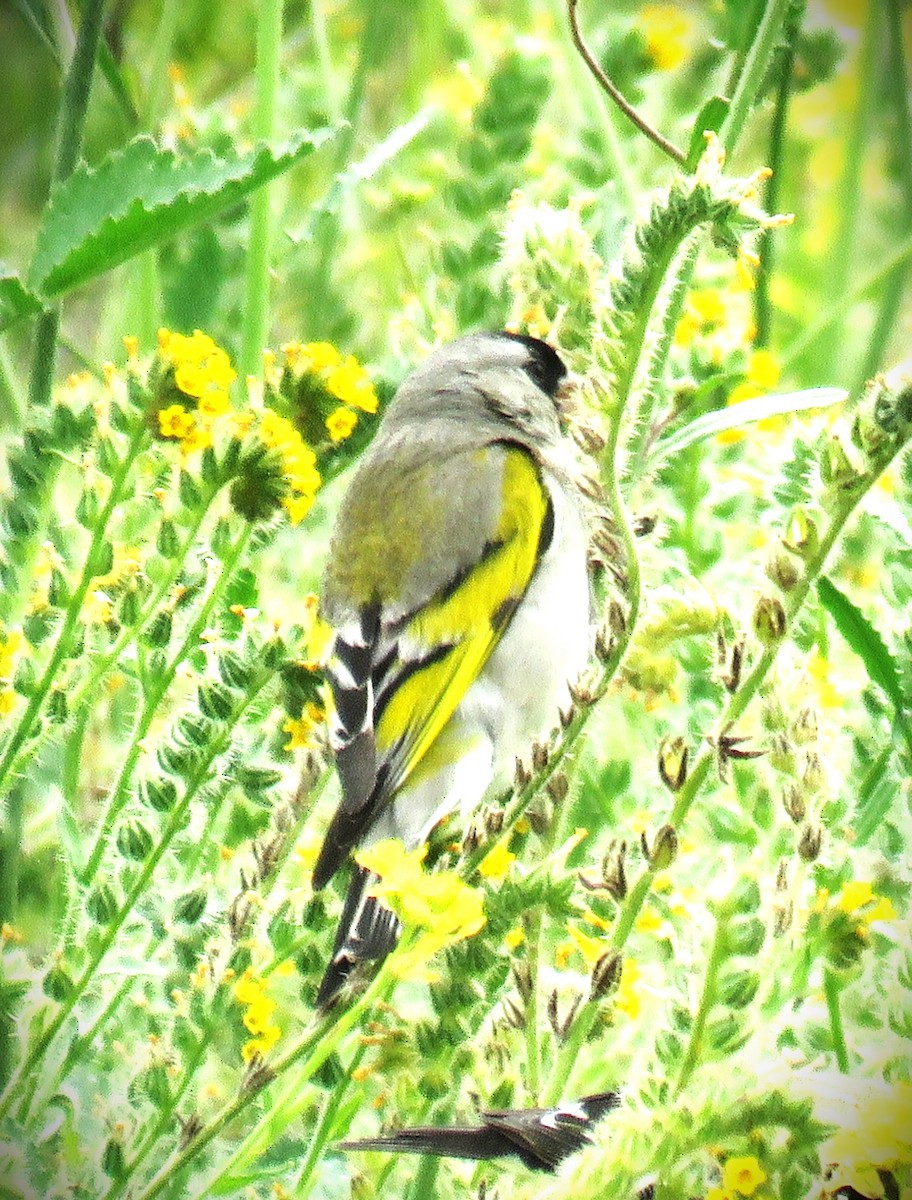 Lawrence's Goldfinch - ML619415726