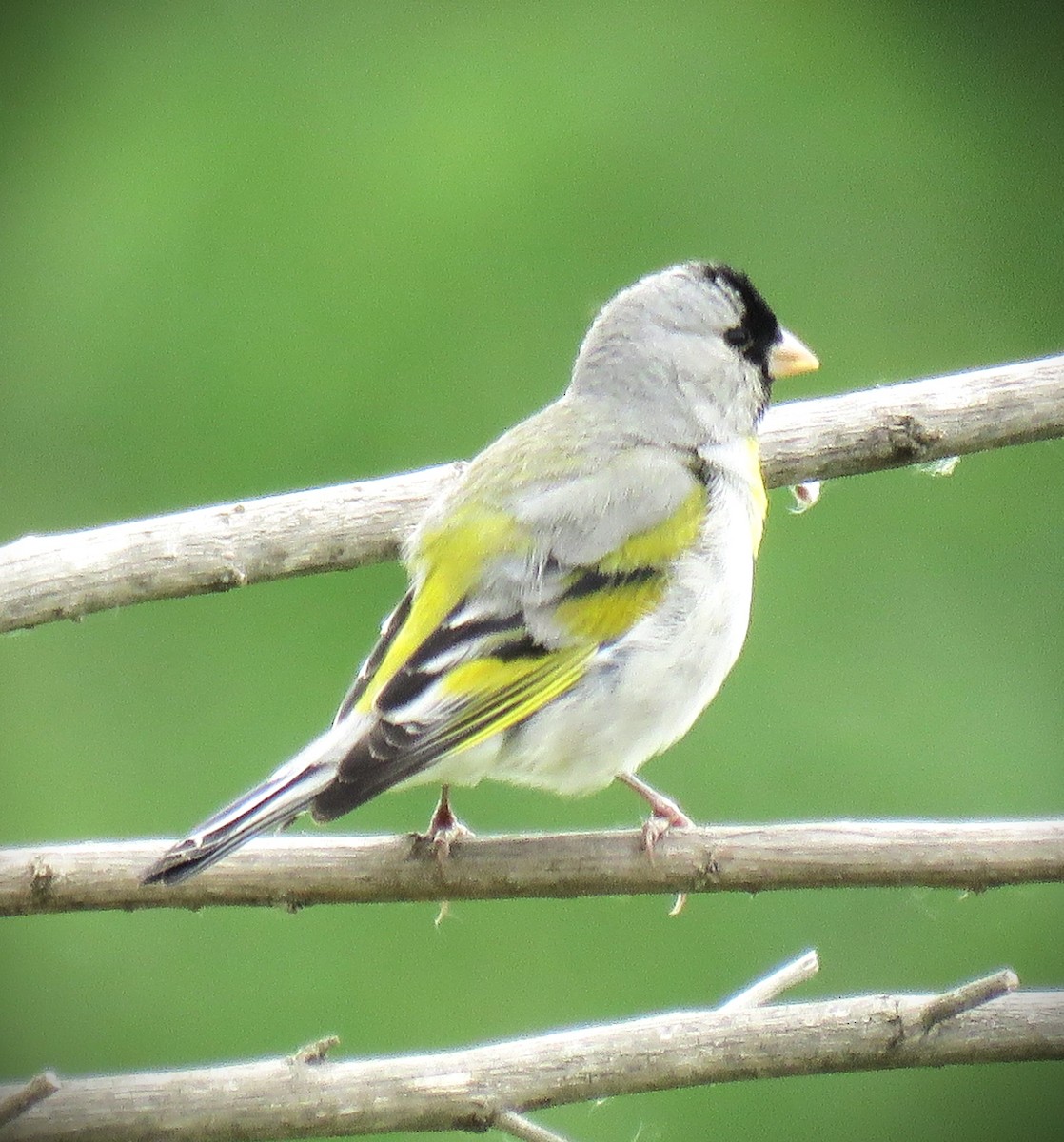 Lawrence's Goldfinch - ML619415731