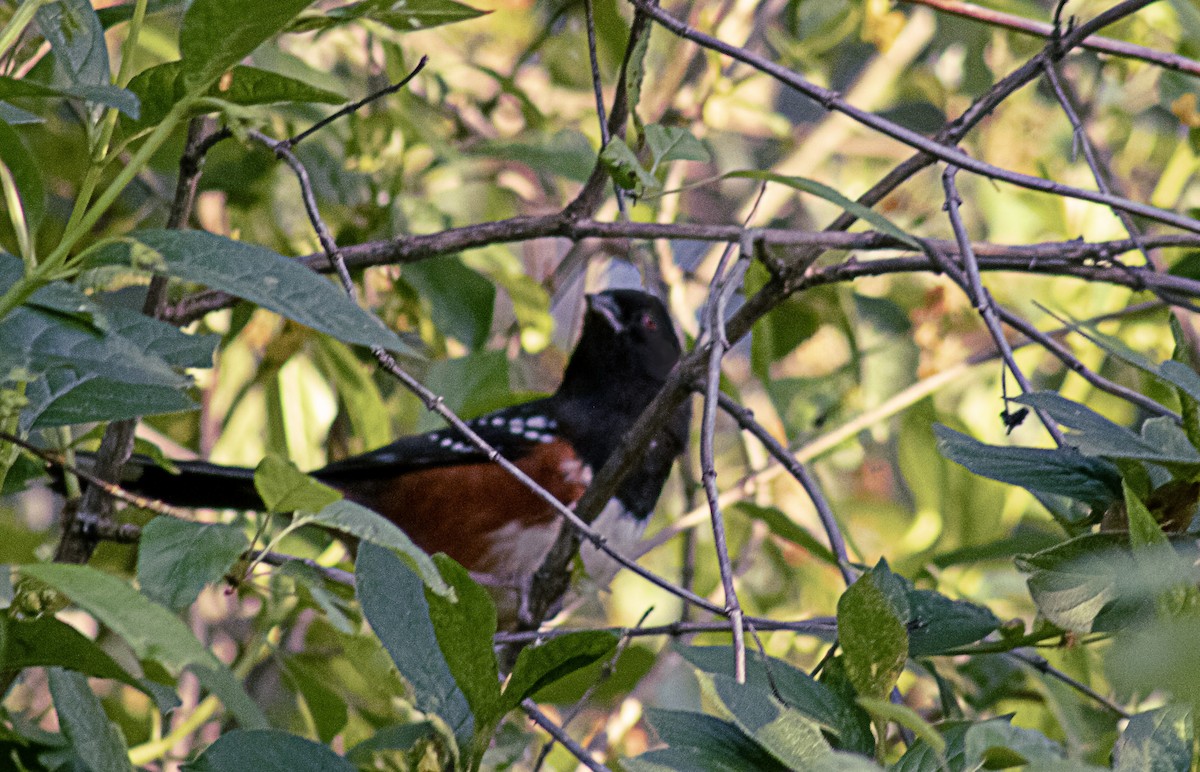 Spotted Towhee - ML619415746