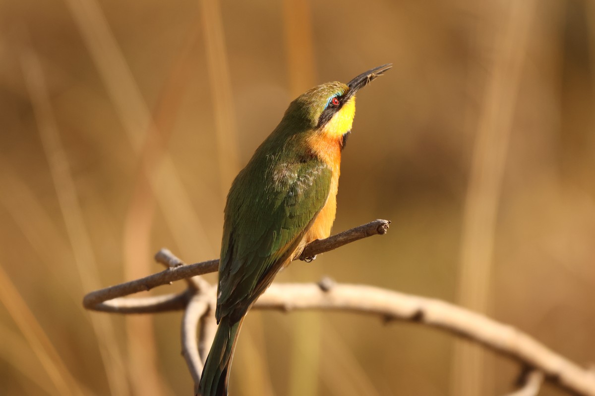 Little Bee-eater - ML619415772
