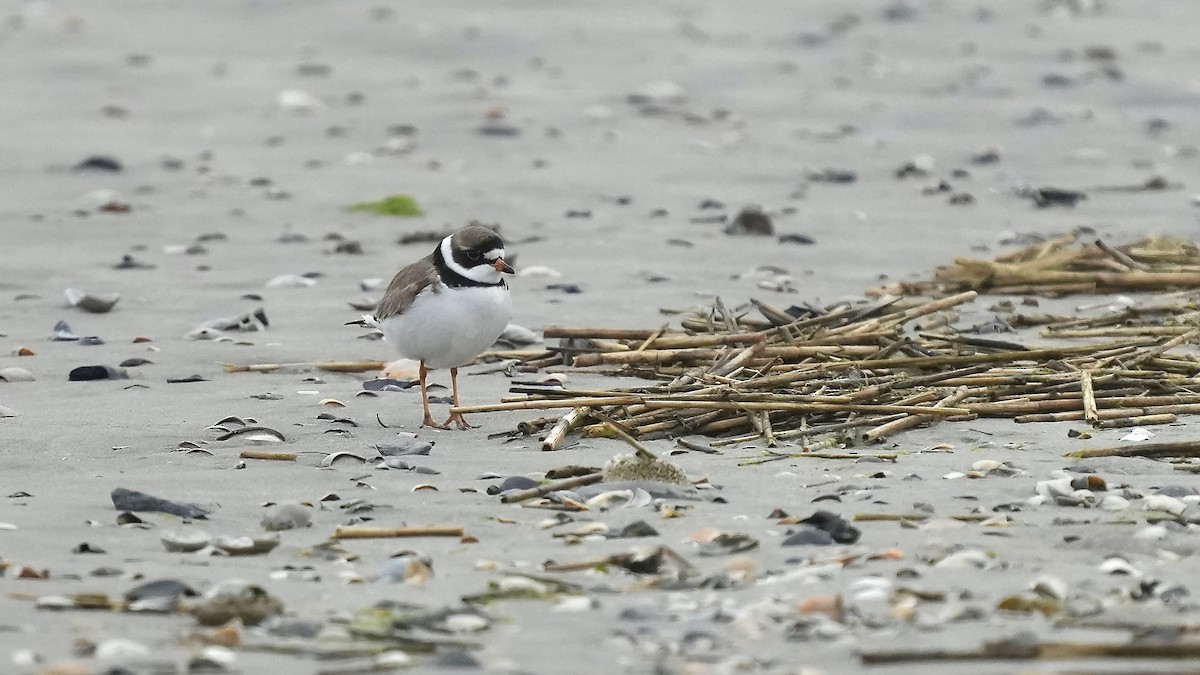 Semipalmated Plover - ML619415774