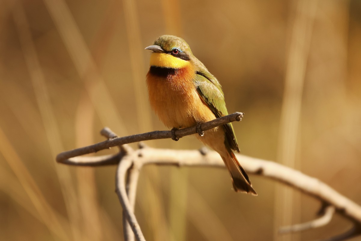 Little Bee-eater - ML619415794