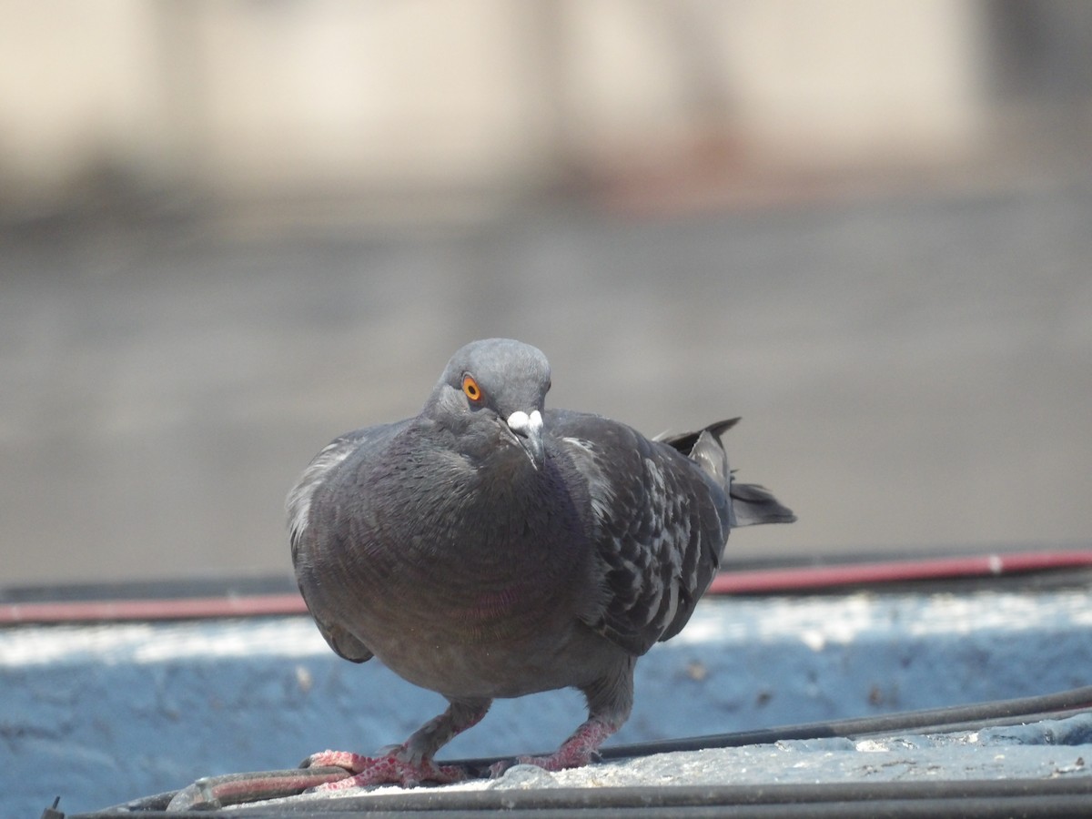 Rock Pigeon (Feral Pigeon) - ML619415795