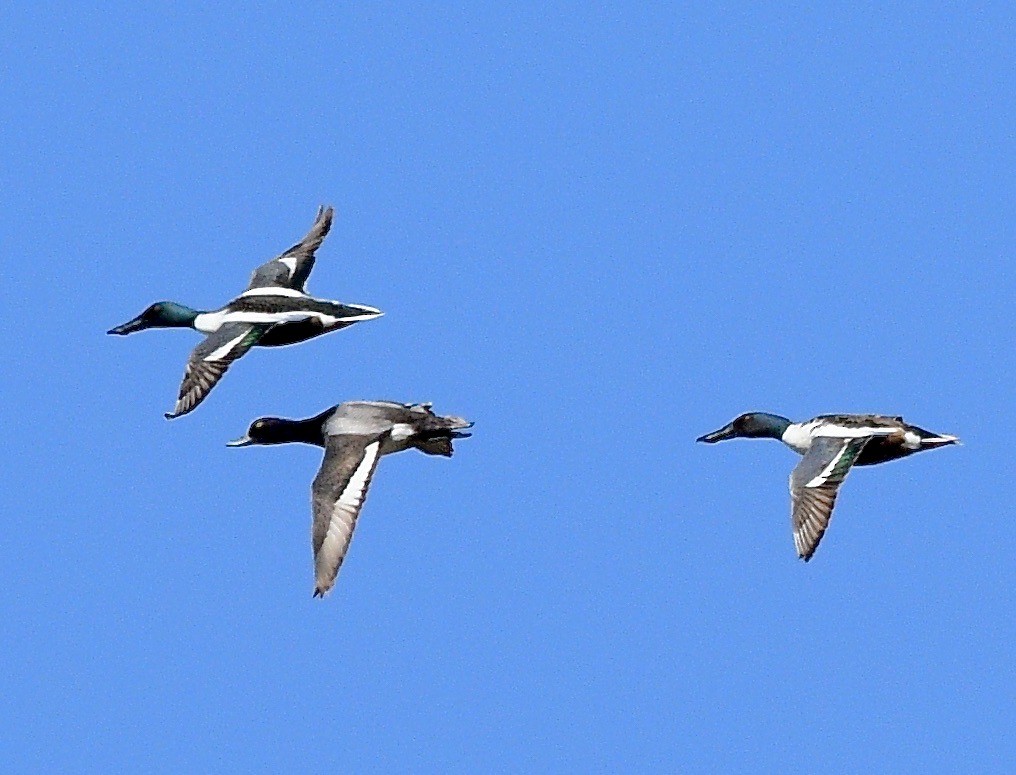 Greater Scaup - ML619415817