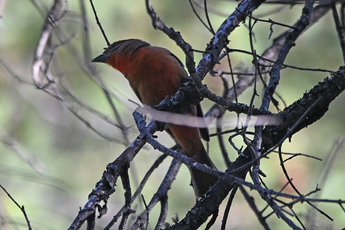 Hepatic Tanager - ML619415834