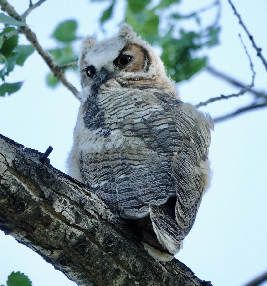 Great Horned Owl - ML619415853