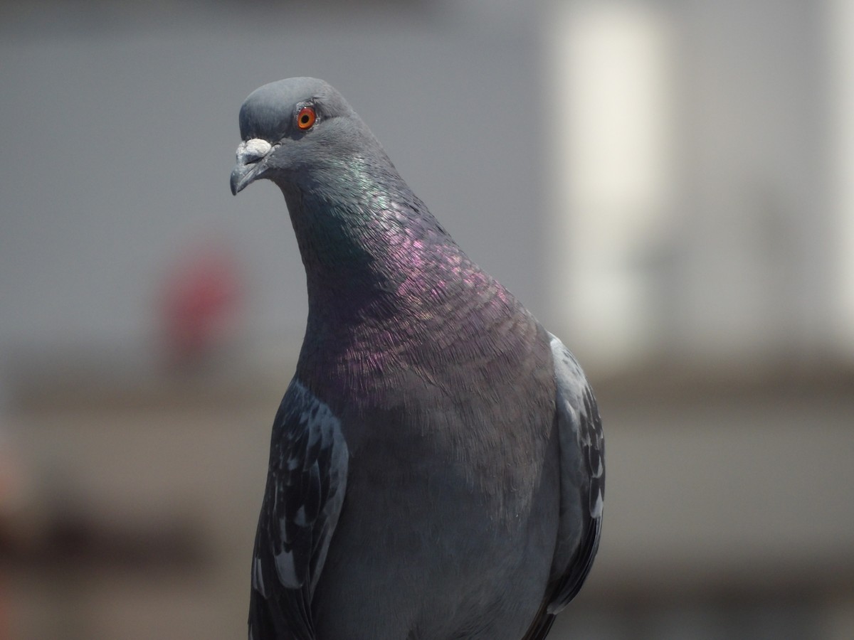 Rock Pigeon (Feral Pigeon) - ML619415887