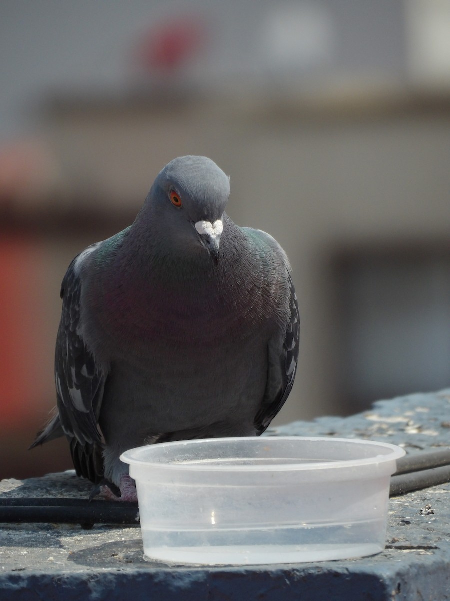 Rock Pigeon (Feral Pigeon) - ML619415916