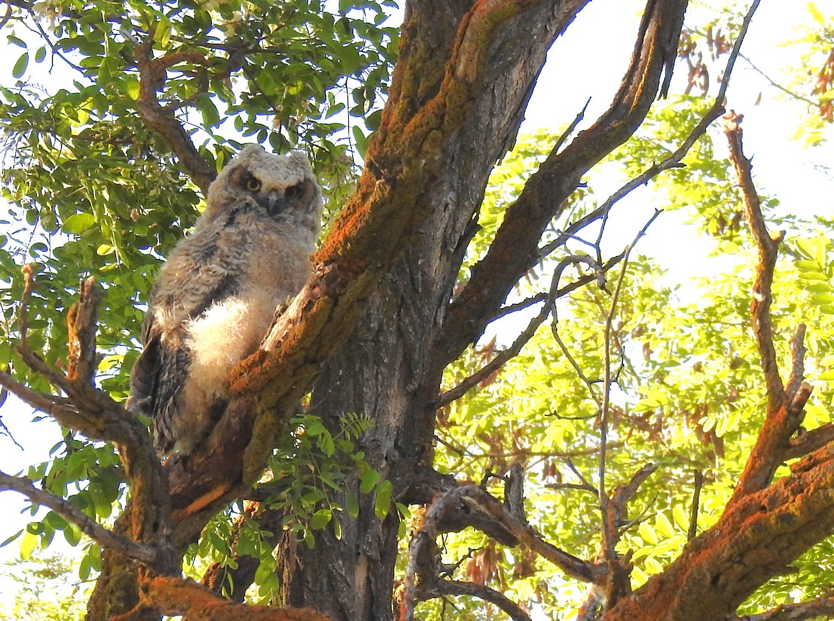 Great Horned Owl - ML619415948