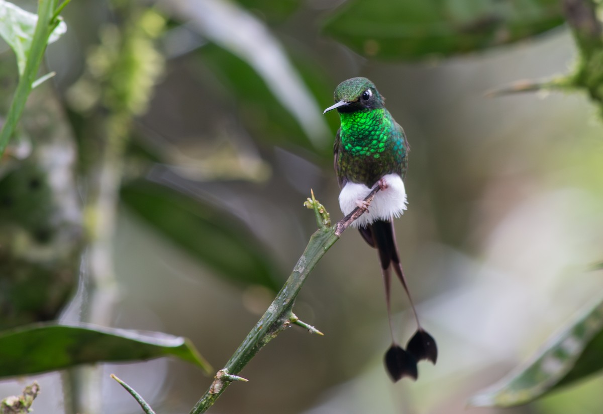 White-booted Racket-tail - ML619415950